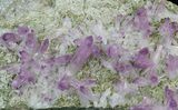 Amethyst Crystal Cluster - Veracruz, Mexico (Special Price) #42213-7